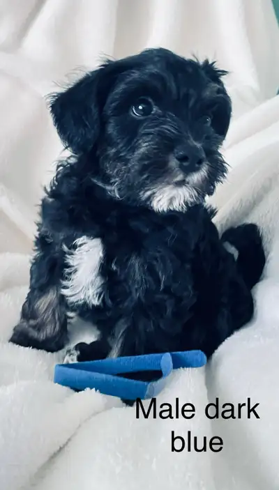 Miniature Schnauzer, View more