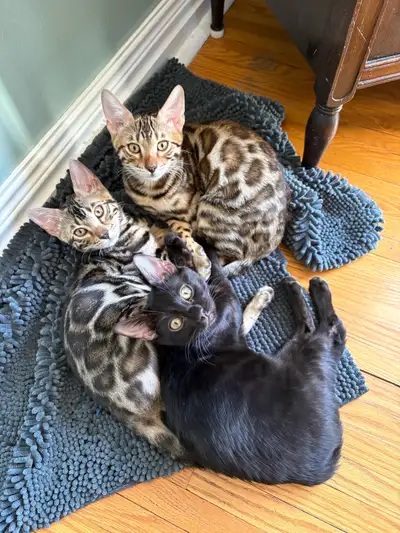 TICA registered Bengals Kittens, View more