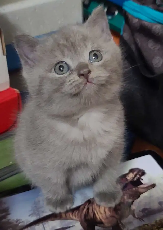 ❤️❤️ Purebred British shorthair kittens in Cats & Kittens for Rehoming in West Island - Image 2