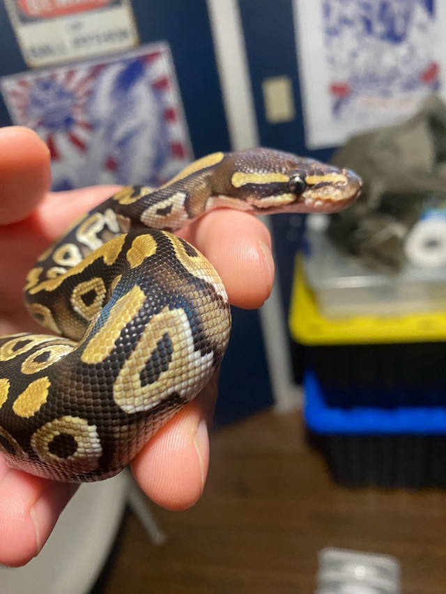Mojave ball python in Reptiles & Amphibians for Rehoming in Leamington - Image 3