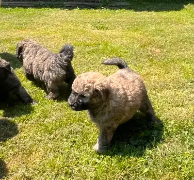 Chiots Bouvier des Flandres, View more