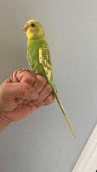 Budgie for rehoming