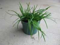 Garlic Chives- Chinese Chives