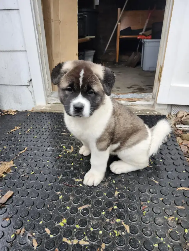Purebred Akita Puppies in Dogs & Puppies for Rehoming in Windsor Region - Image 2