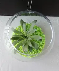 Alive glass bowl