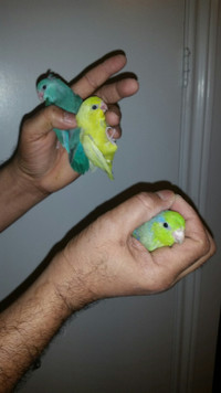 HANDFED BABY AND ADULTS PARROTLETS FOR SALE.