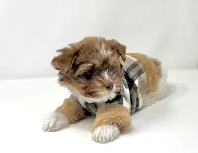 Petit yorkie mâle prêt à rejoindre sa famille!, View more