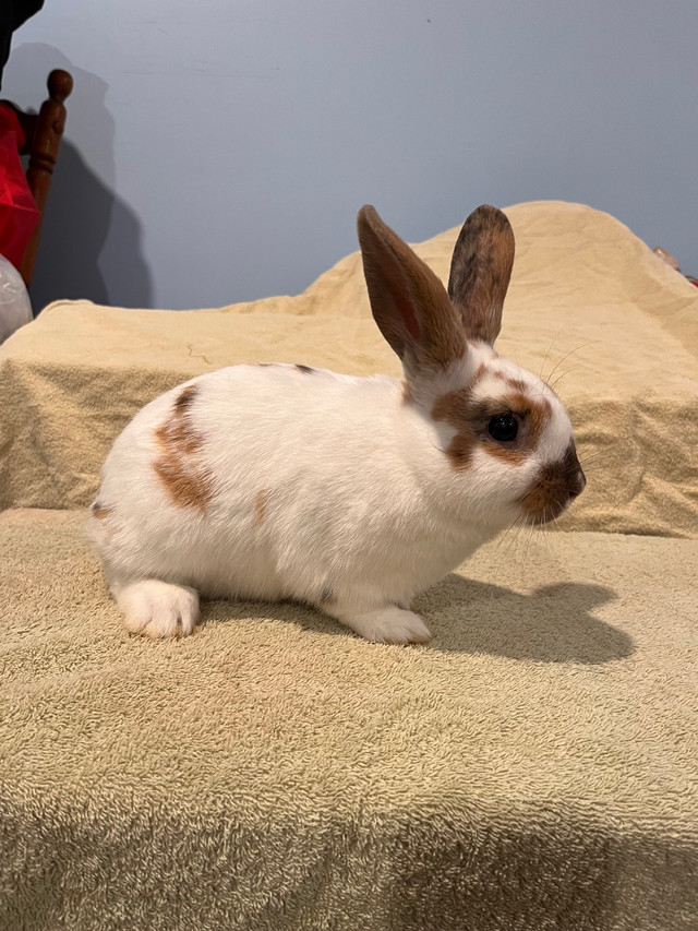 Male Mini Rex X Holland Lop in Small Animals for Rehoming in Peterborough