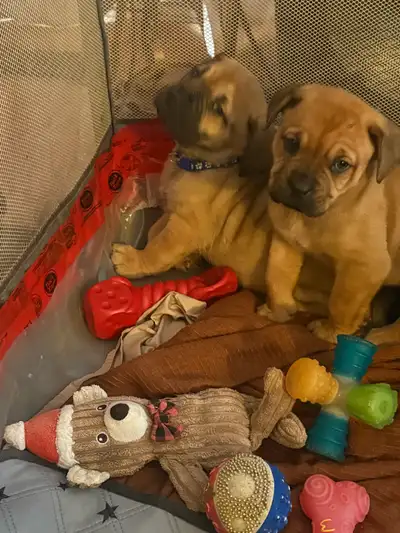 MASTIFF PUPPIES, View more