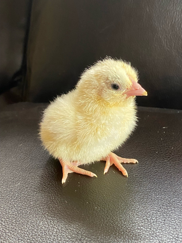 White Bresse Chicks - unsexed  in Livestock in Red Deer