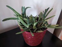 Gasteria Succulent Plant,  9" D x 7" H Pot