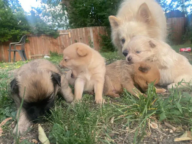 Pomchi puppies for sale! in Dogs & Puppies for Rehoming in Winnipeg - Image 3
