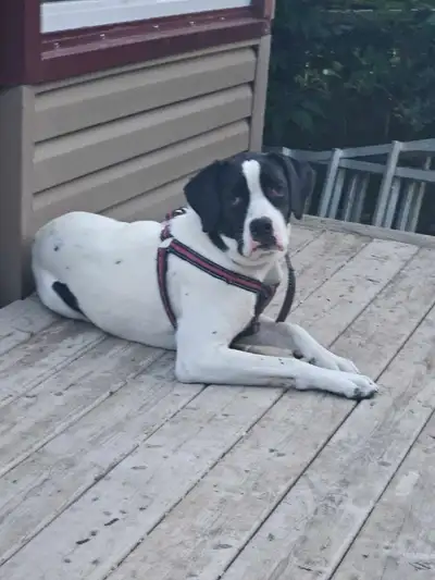 9 month old puppy for rehoming, View more