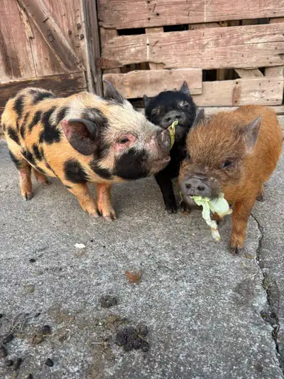 Kune kune mix’s  , View more
