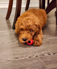 Adorable Male Goldendoodle Puppy Ready for a Loving Home