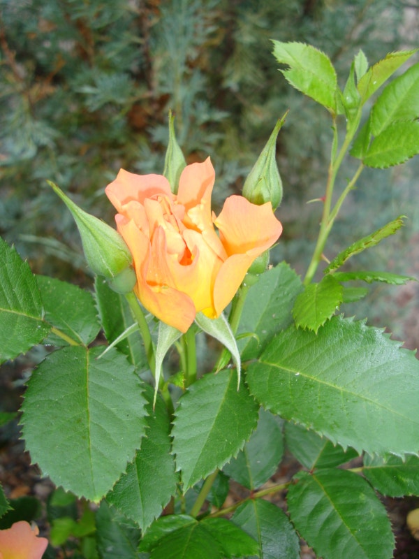 Furnished Condo for rent Long Term Rentals Red Deer Kijiji