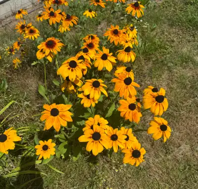 Bouquets of Brown Eyed Susans, View more