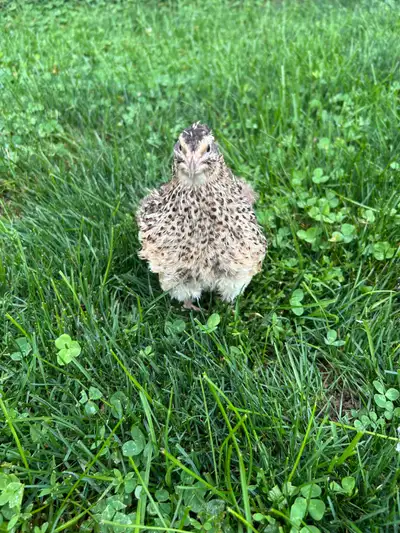 Jumbo coturnix quail , View more