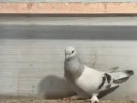 Turkish pigeons