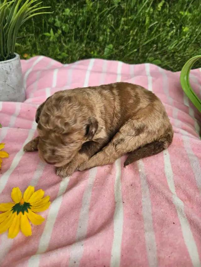 Goldendoodle F2B et Aussiedoodle F1 in Dogs & Puppies for Rehoming in City of Montréal - Image 8