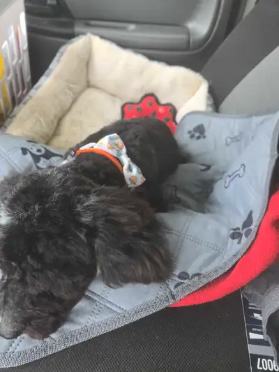 Toy Poodle looking for a new home, View more