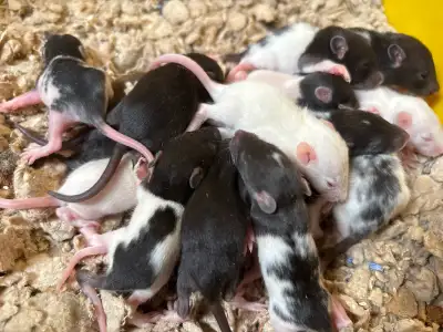 Baby rats, View more