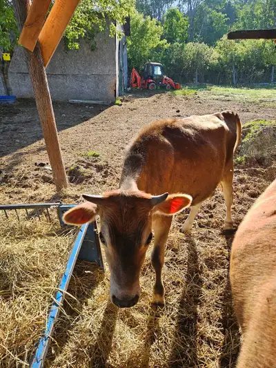jersey calves, View more