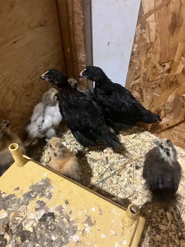 Black Star females  in Livestock in Yarmouth - Image 4