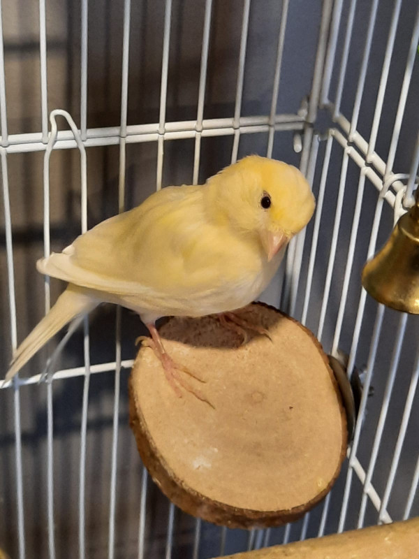 4 Canaries in Birds for Rehoming in Chatham-Kent - Image 4