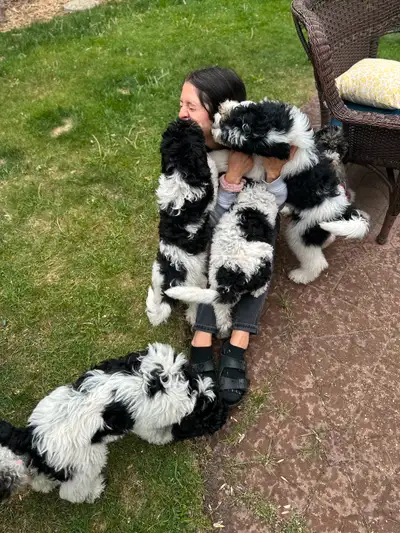 These adorable Bernedoodles were born in March and are ready for their new families! Learn more abou...