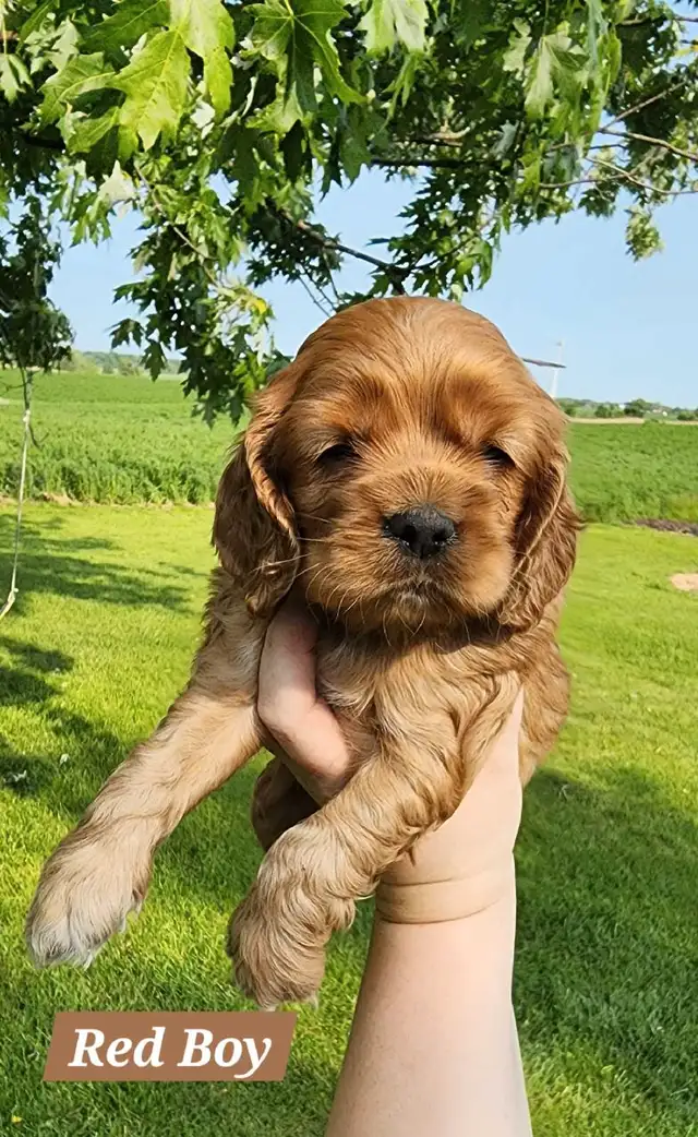 American Cocker Spaniel Puppies SOLD in Dogs & Puppies for Rehoming in St. Catharines - Image 4