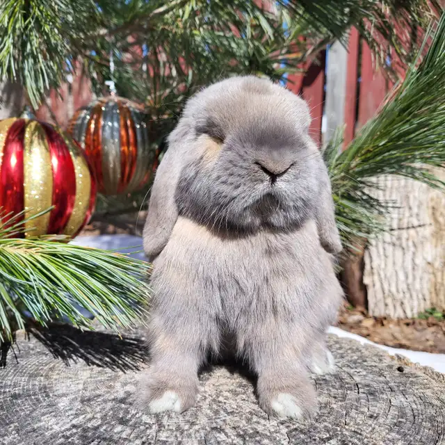 Extraordinary Holland lops & Netherland dwarfs in Small Animals for Rehoming in City of Toronto - Image 8