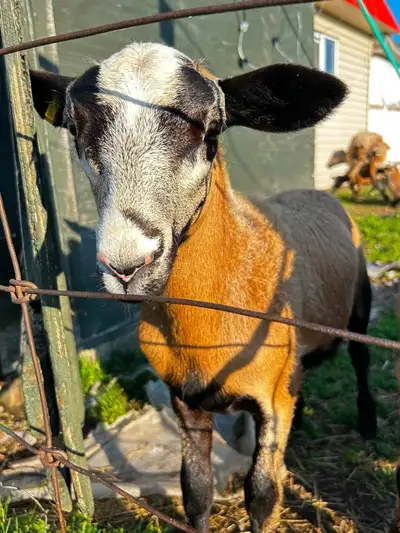 Barbados Blackbelly Ram Lambs, View more