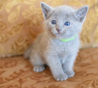 Registered Russian Blue kittens