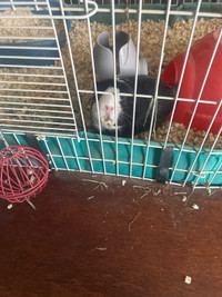 Two female Guinea pigs 