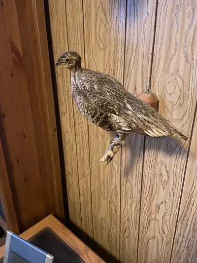 Taxidermy Sharp-Tailed Grouse Mount