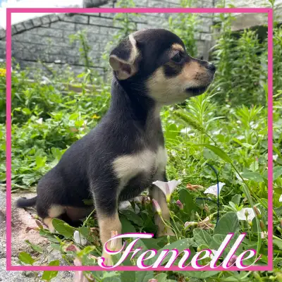 ❤️Chiots Chihuahua X Jack Russell, View more