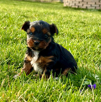 super tiny Yorkie puppies available  