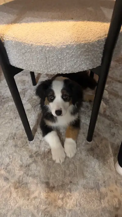 Mini Australian Shepherd. Needs Experienced Home, View more