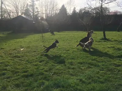 Country Club for Dogs, lots of room to run and play! We offer your pet the joy of running free on 1...