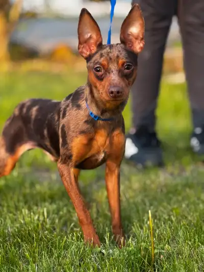 pinscher miniature mâle, View more