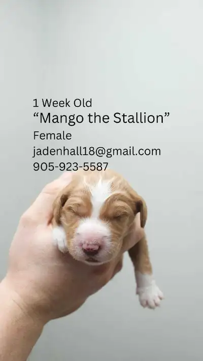 I am excited to offer 8 beautiful Goldendoodle puppies, 5 girls and 3 boys, raised with lots of love...