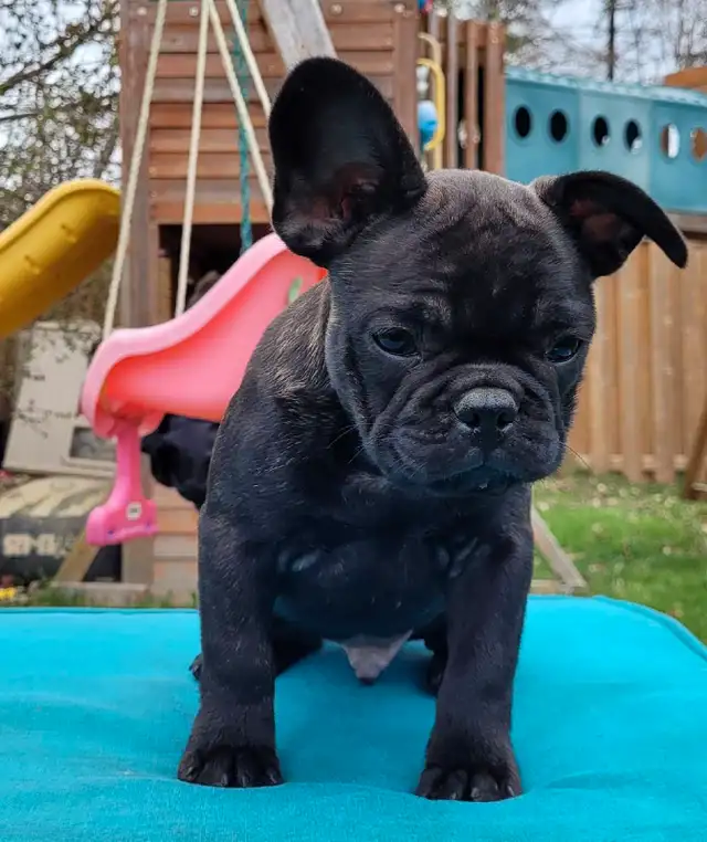 French bulldog puppies in Dogs & Puppies for Rehoming in City of Toronto - Image 3