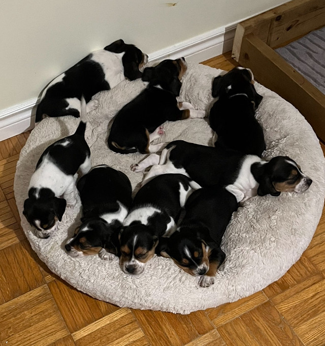 BEAGLE PUPPIES HUBLEY, - Ready to go in Dogs & Puppies for Rehoming in Dartmouth