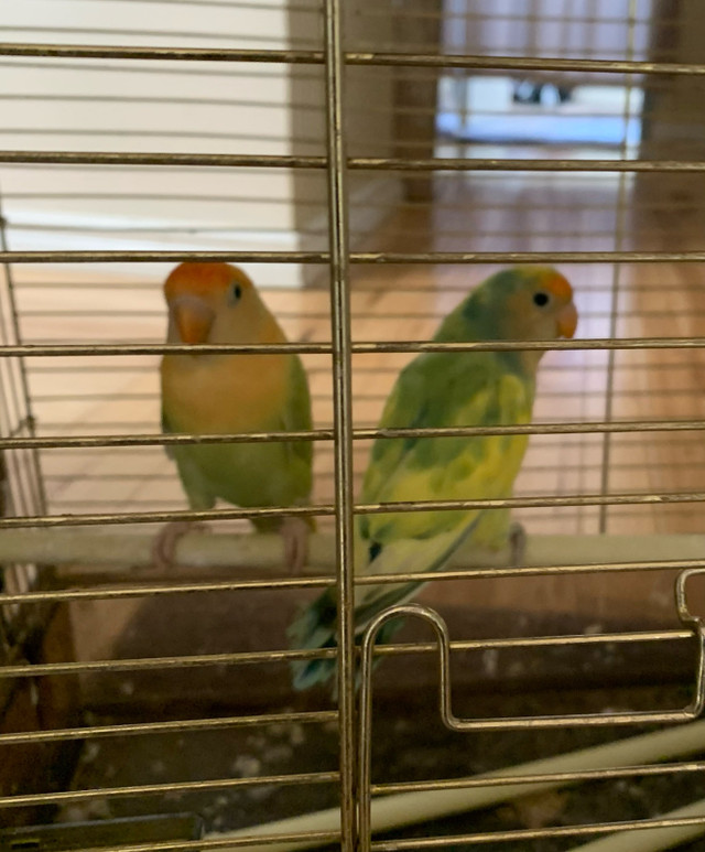 2 pairs of love bird  in Birds for Rehoming in Lethbridge - Image 4