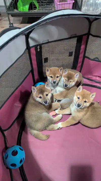 Shiba Inu puppies, View more