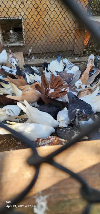 Pigeons for sale, View more