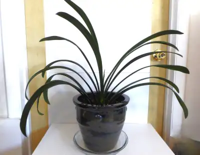 Healthy indoor Clivia plant, View more