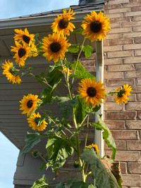 Sunflower Seeds Gigantic Plant