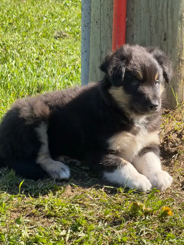 Purebred Australian Shepherd Puppies in Dogs & Puppies for Rehoming in St. Albert - Image 4